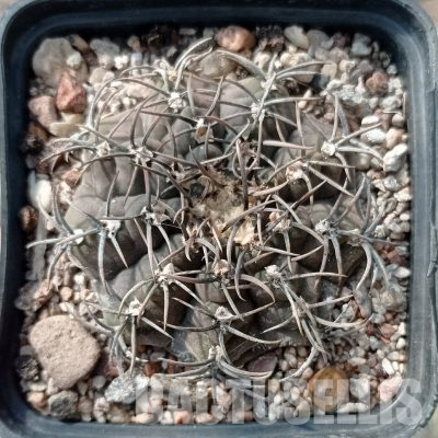 LOT1109 20 seeds/20 СЕМЕНА  Gymnocalycium ochoterenae var cinereum GN 207/578