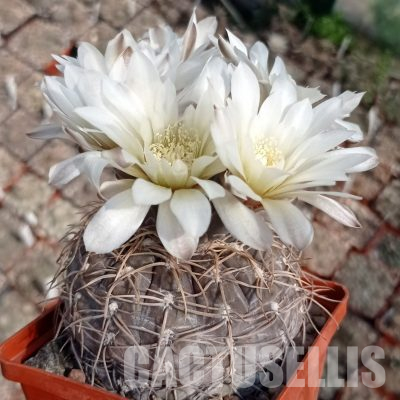 LOT1101 20 seeds/20 СЕМЕНА  Gymnocalycium borthii ssp. nogolense VG411/1