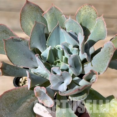 SH29720 Echeveria 'Trumpet Pinky' hybrid