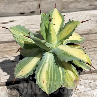 SH5536 Agave potatorum var. isthmensis