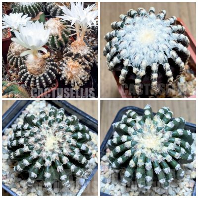 LOT829 100 SEEDS Discocactus horstii, 2024