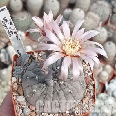 LOT1091 20 seeds/20 СЕМЕНА  Gymnocalycium berchtii JS 153