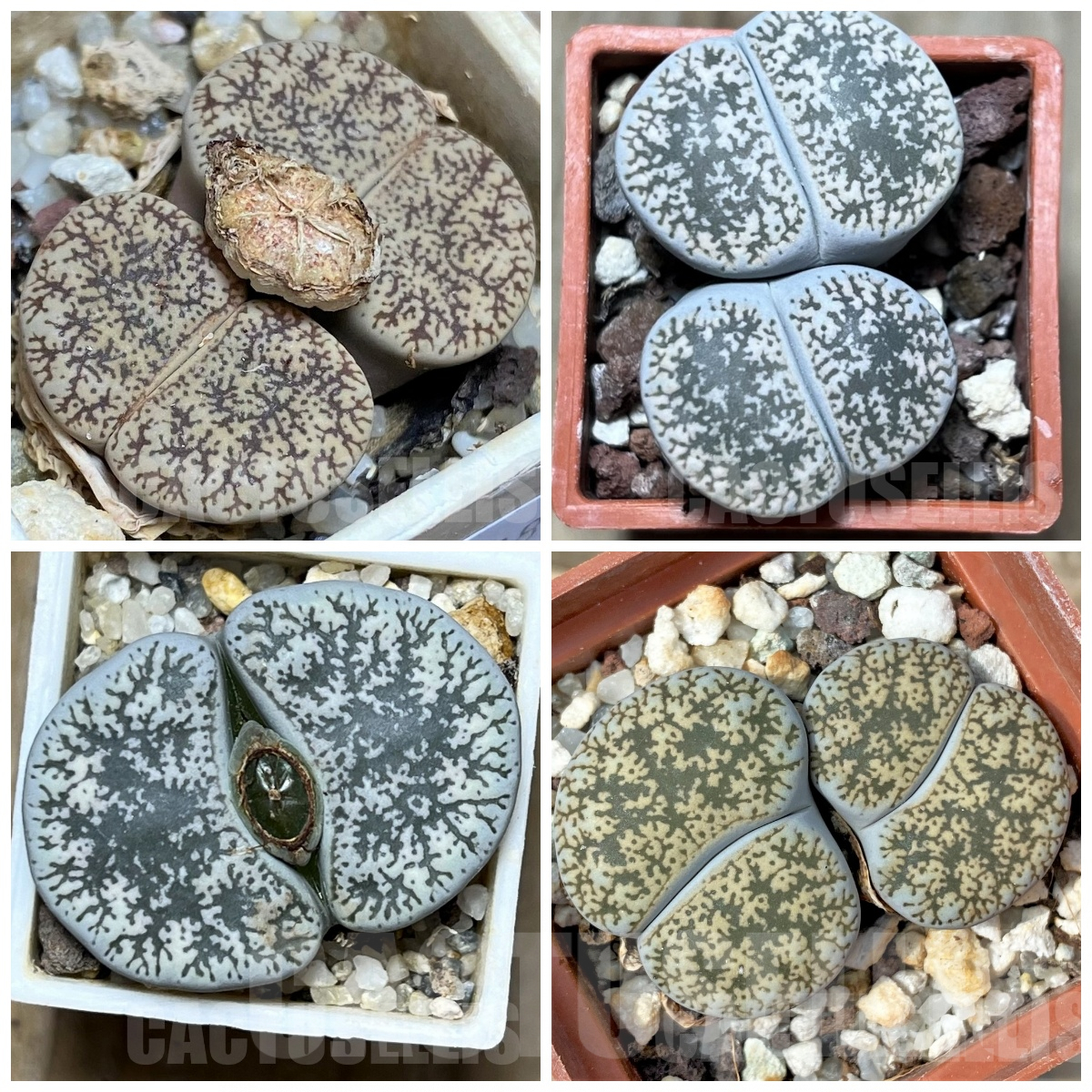 LOT121 50 SEEDS Lithops lesliei ssp. lesliei v. venteri, Harvest 2024