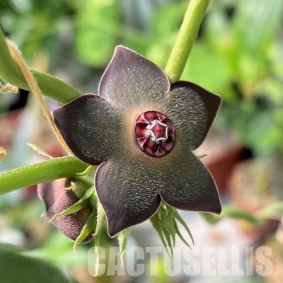 SH34404 Matelea cyclophylla (Gonolobus)