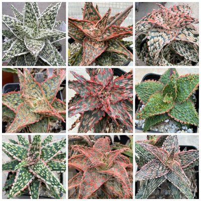 LOT871 20 SEEDS/20 СЕМЕНА Aloe Hybrid MIX, 2025