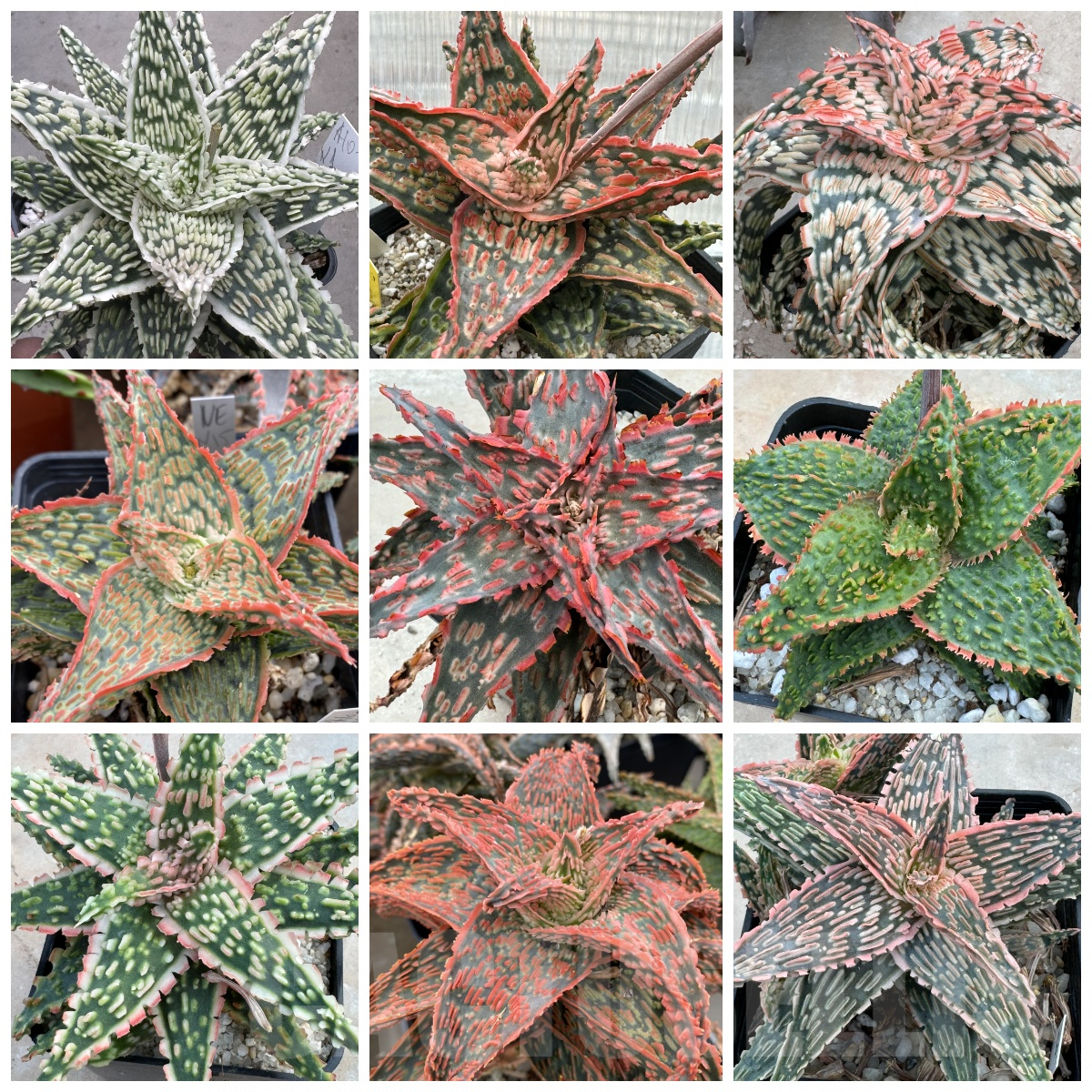 LOT871 20 SEEDS/20 СЕМЕНА Aloe Hybrid MIX, 2025