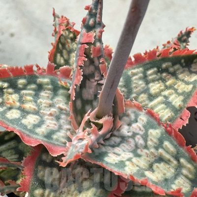 LOT945 20SEEDS Aloe EN242 harvest 2025