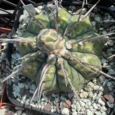 LOT937 20 SEEDS Gymnocalycium vatteri, 1 yellow long spine; 2025