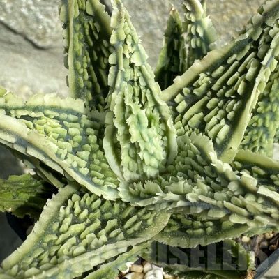 LOT946 20SEEDS Aloe EN347 harvest 2025