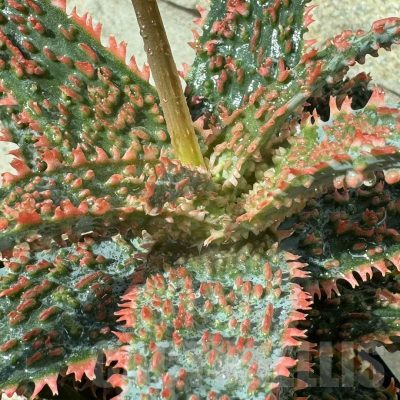 LOT947 20SEEDS Aloe EN347 harvest 2025