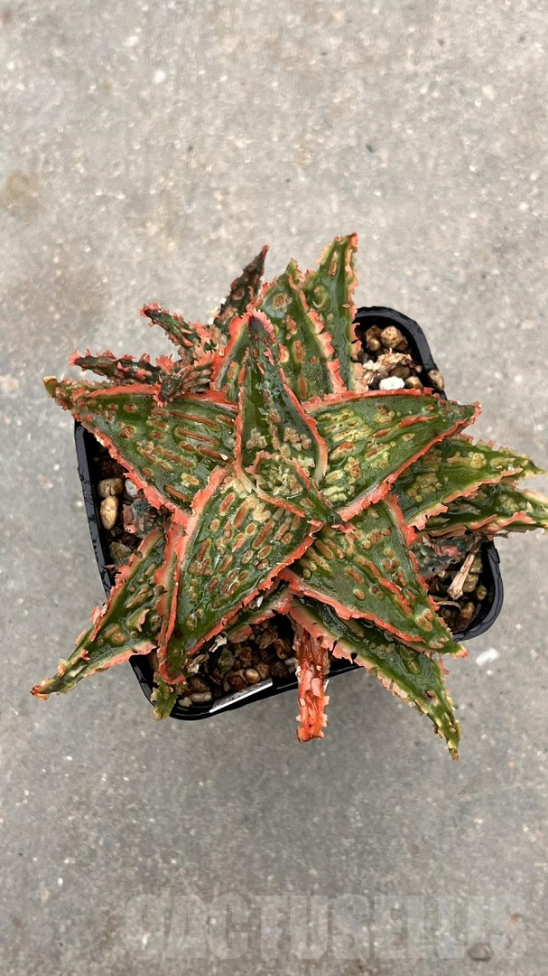 LOT957 10SEEDS Aloe N243 harvest 2025 - Image 3