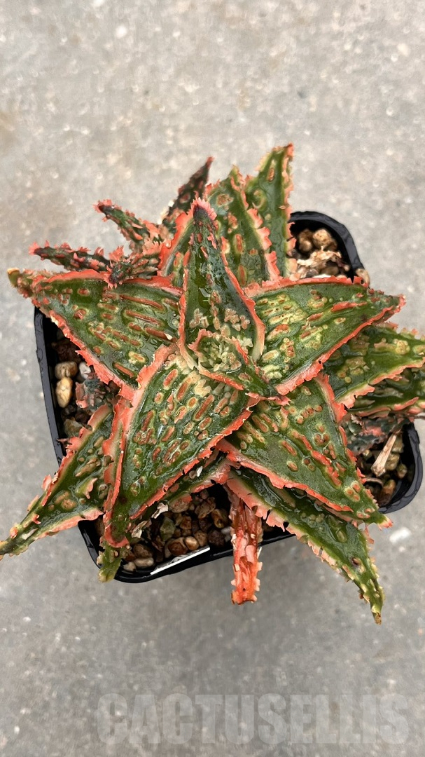 LOT957 10SEEDS Aloe N243 harvest 2025 - Image 2