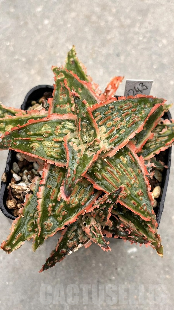 LOT957 10SEEDS Aloe N243 harvest 2025