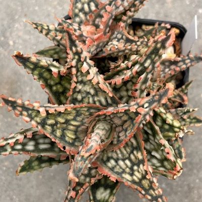 LOT956 20SEEDS Aloe N244 harvest 2025