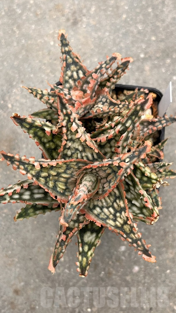 LOT956 20SEEDS Aloe N244 harvest 2025