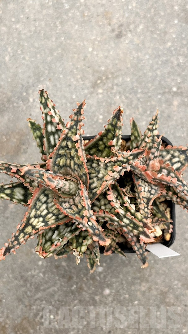 LOT956 20SEEDS Aloe N244 harvest 2025 - Image 2