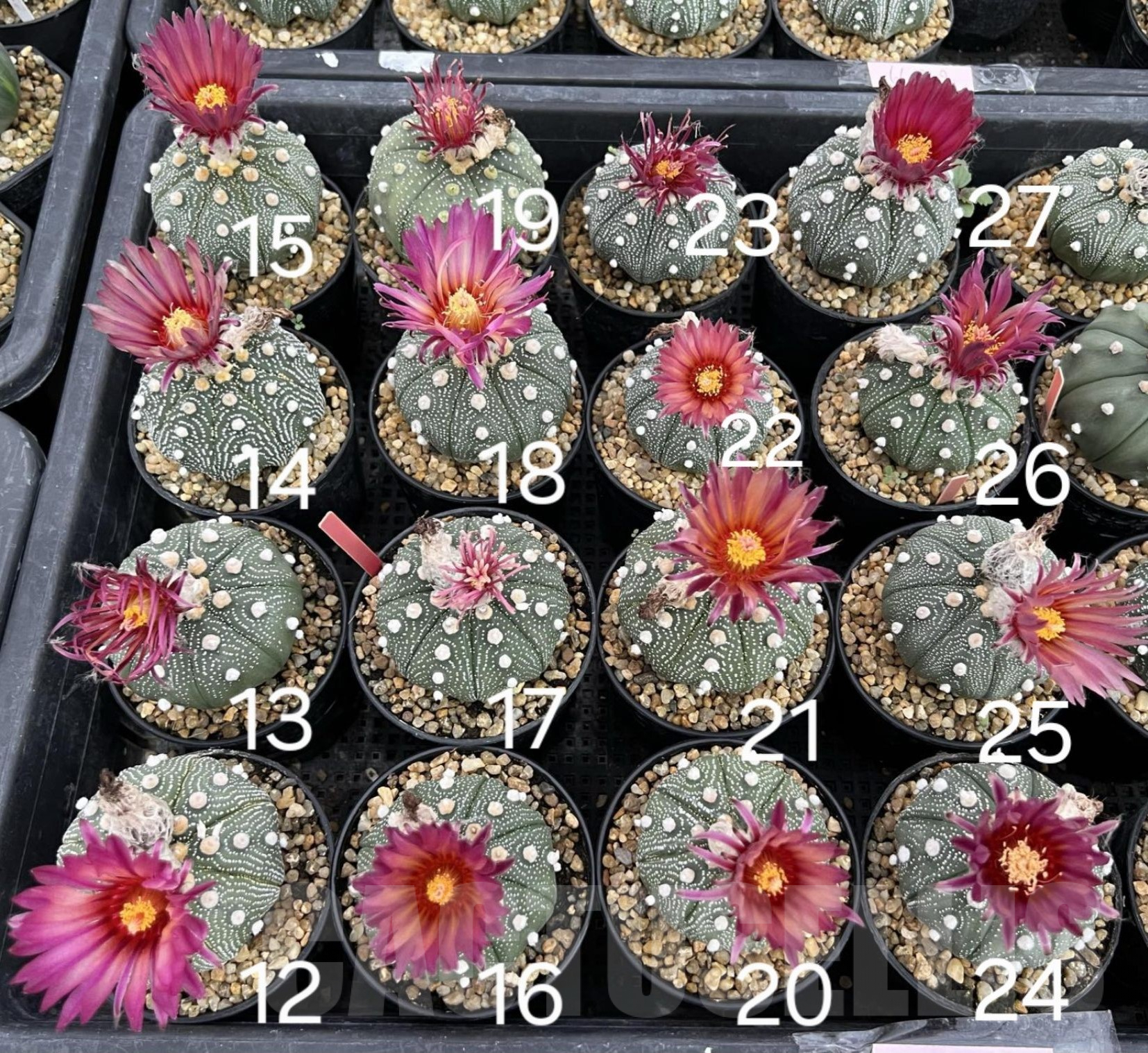 SH118 Astrophytum asterias ‘Super Kabuto’ ‘Shinshowa’ clon 23
