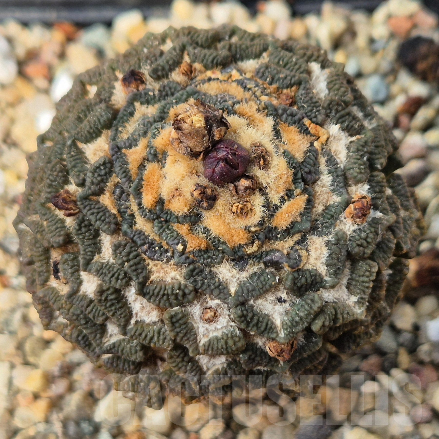 SH14569 Ariocarpus kotschoubeyanus v. elephantidens PP 413 - Image 2