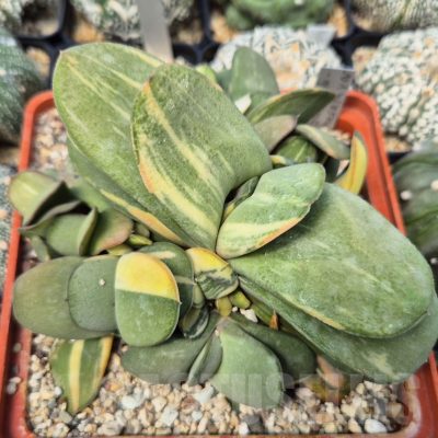 SH13755 Gasteria glomerata f. variegata, seedling