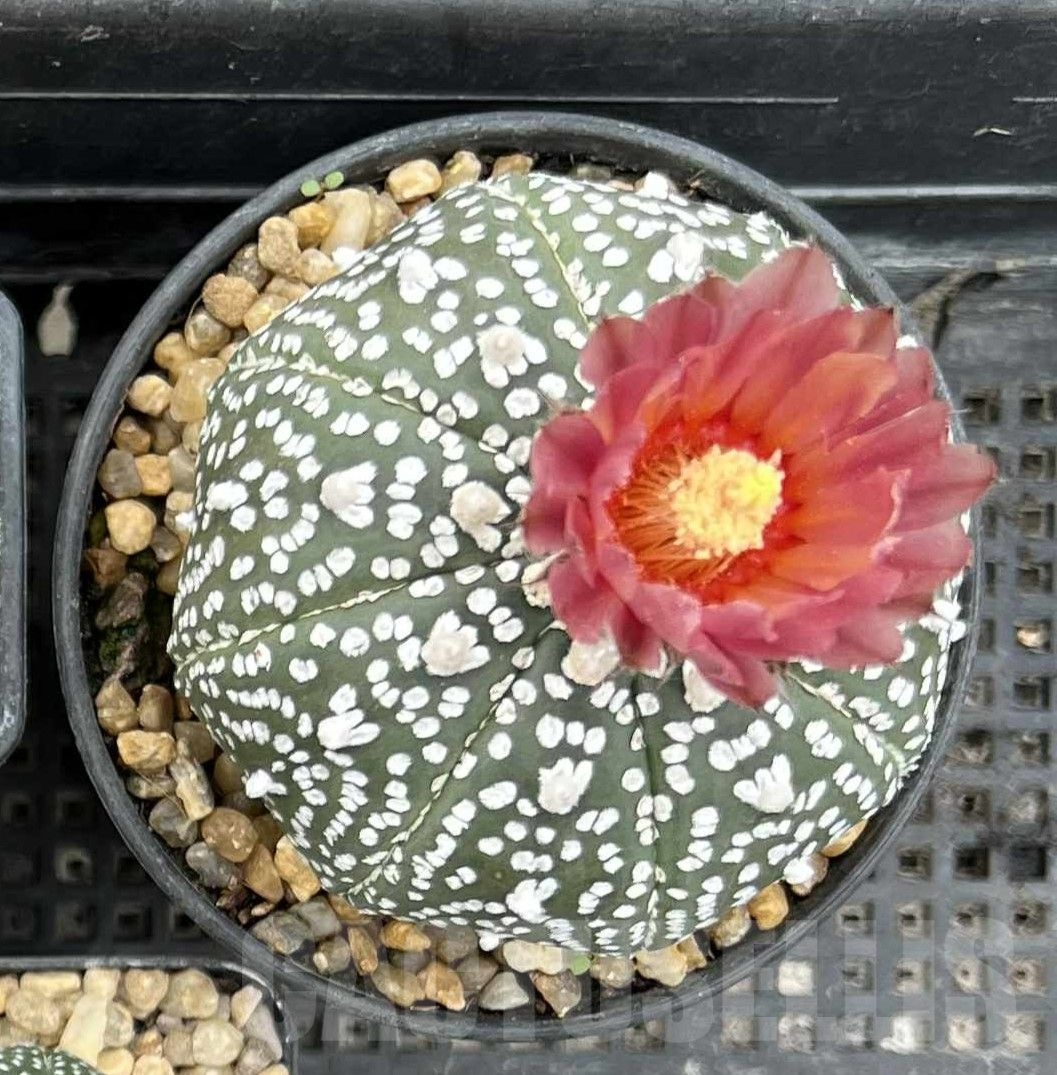 SH23558 Astrophytum asterias ‘Super Kabuto’ V-type ‘Pink Flower’ - Image 3