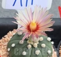 SH24387 Astrophytum asterias ‘Pink’ - Image 2
