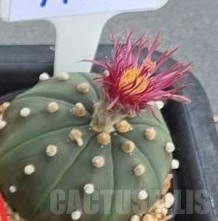 SH24386 Astrophytum asterias ‘Shinshowa Red’ - Image 3