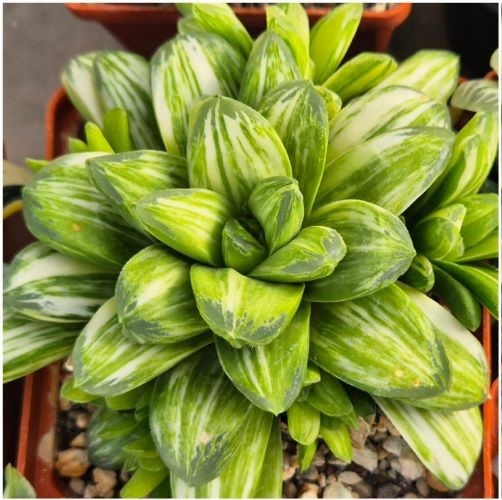 SH28157 Haworthia ‘Gold Rush’