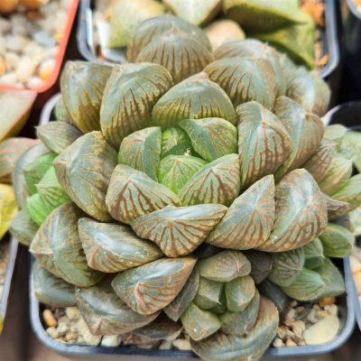 SH28219 Haworthia obtusa hybrid -Japan-