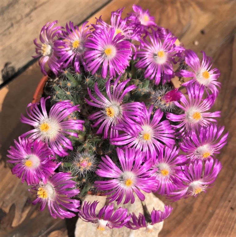 SH28426 Trichodiadema densum - Image 3