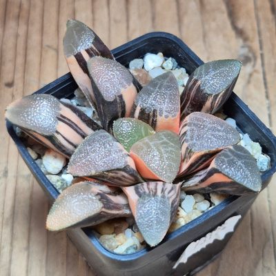 SH13174 Haworthia bayeri f. variegata
