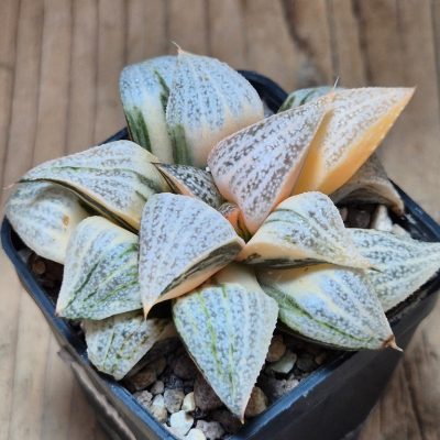 SH16832 Haworthia splendens f. variegata
