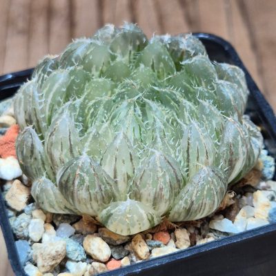 SH28014 Haworthia obtusa ‘Emerald Cloud’ f. variegata