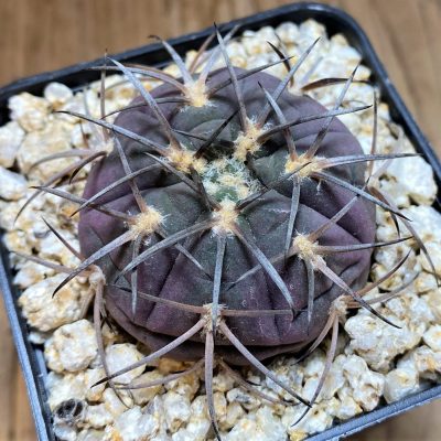 YAR36776 Gymnocalycium spegazzinii v. major
