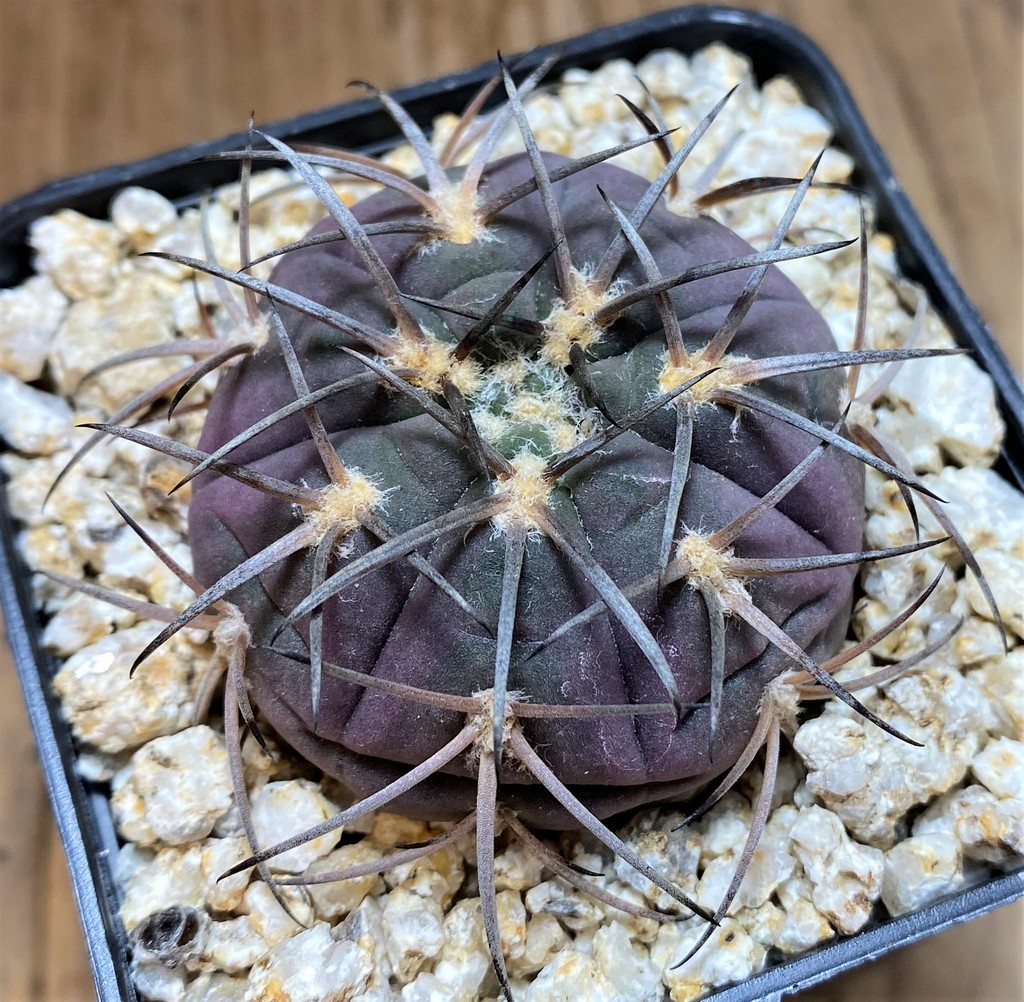 YAR36776 Gymnocalycium spegazzinii v. major