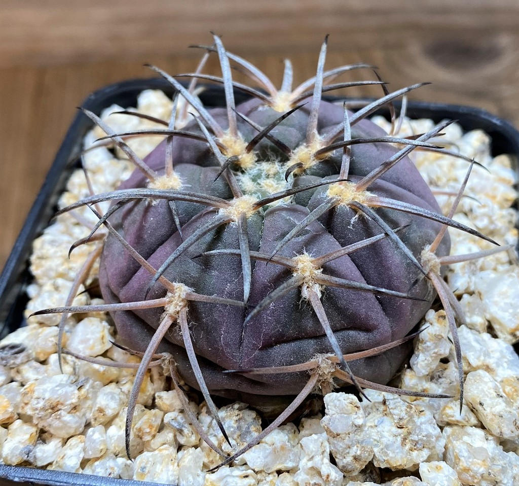 YAR36776 Gymnocalycium spegazzinii v. major - Image 2