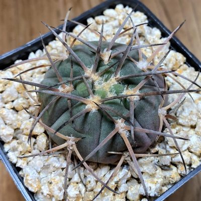 YAR36777 Gymnocalycium spegazzinii v. major
