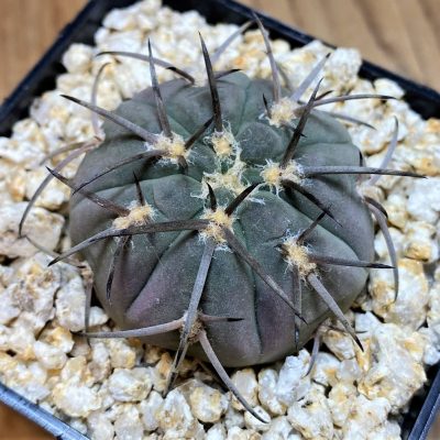 YAR36778 Gymnocalycium spegazzinii v. major