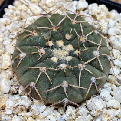 YAR36779 Gymnocalycium stellatum