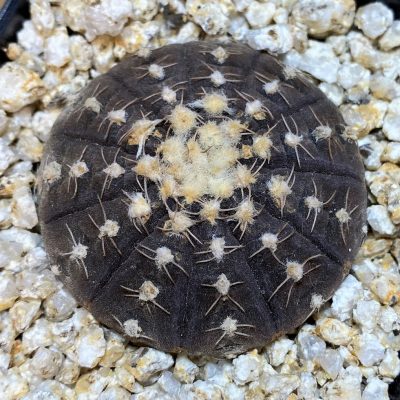 YAR36780 Gymnocalycium ragonesei R224