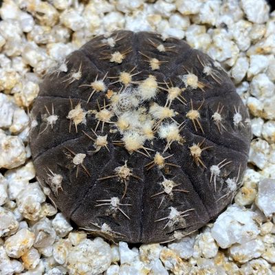 YAR36781 Gymnocalycium ragonesei R224