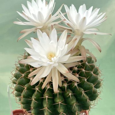 LOT1034 10 SEEDS/10 СЕМЕНА Discocactus mamillosus, 2025