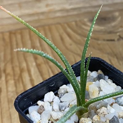 SH37651 Aloe pronkii, seedling