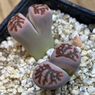 SH38391 Lithops julii 'Kikushogiyoku' hybrid
