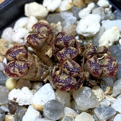 VVG25538 Conophytum pellucidum