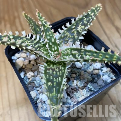 SH36579 Aloe TCT hybrid