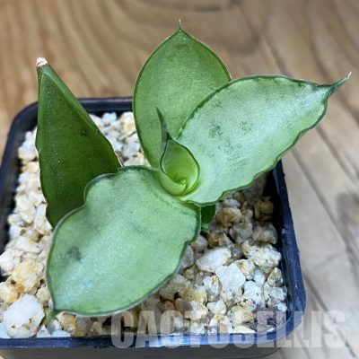 SH36582 Sansevieria 'Manee Thawee'