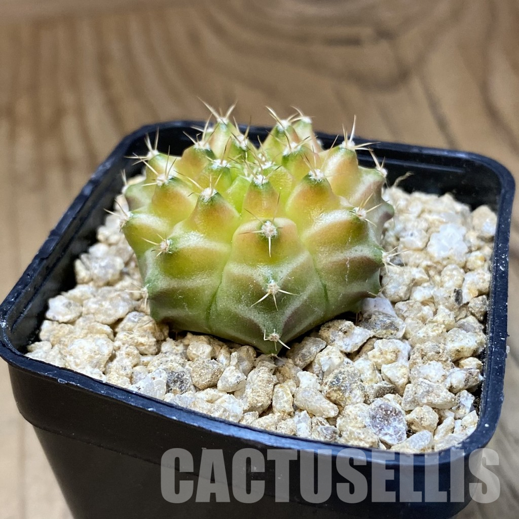 SH36611 Gymnocalycium mihanovichii ‘Neon’ hybrid - Image 2