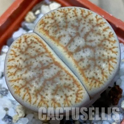 SH31450 Lithops pseudotruncatella