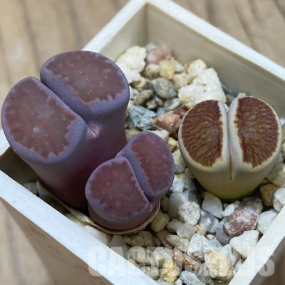 SH20347 Lithops julii ‘Kikushogiyoku’ hybrid x Lithops salicola ‘Sato’s Violet’ hybrid