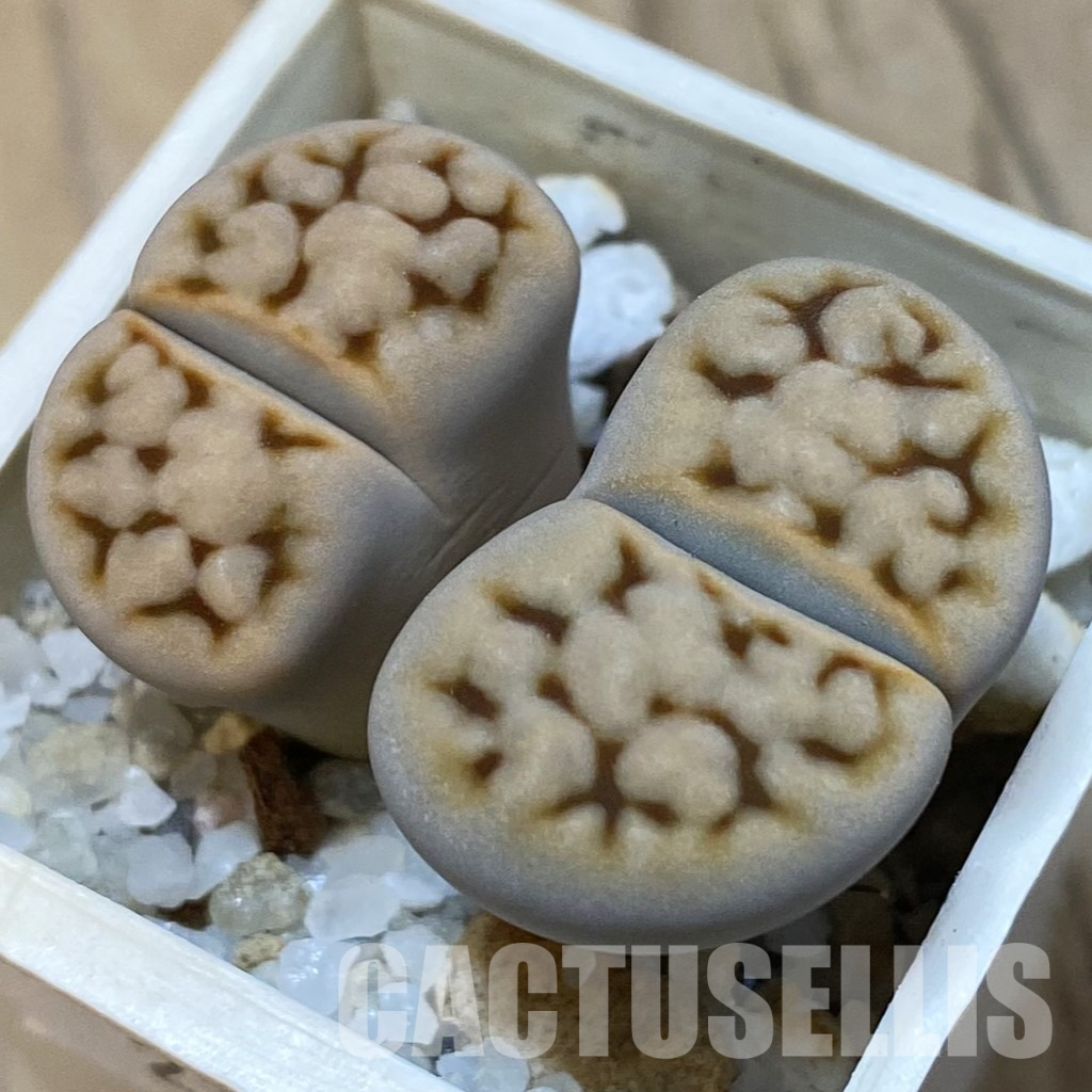 SH21525 Lithops karasmontana C168 – Bild 2